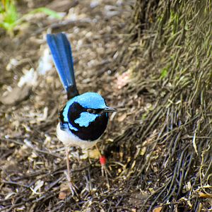 Superb Fairywren (Malurus cyaneus)
