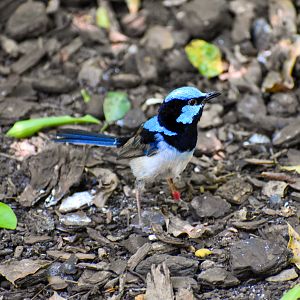 Superb Fairywren (Malurus cyaneus)