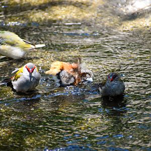 Bathing Finches