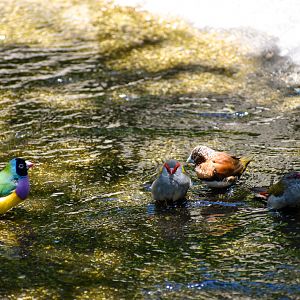 Bathing Finches