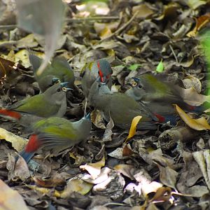 Red-browed Finches (Neochmia temporalis)
