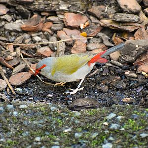 Red-browed Finch (Neochmia temporalis)