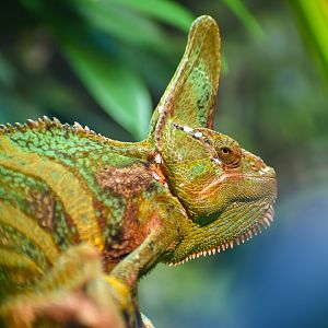 Veiled Chameleon (Chamaeleo calyptratus)