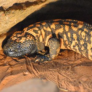 Gila Monster (Heloderma suspectum)
