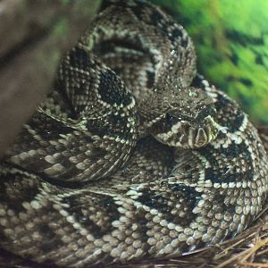 Eastern Diamondback Rattlesnake (Crotalus adamanteus)