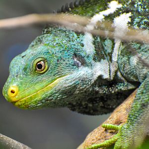Fijian Crested Iguana (Brachylophus vitiensis)