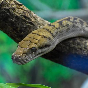 Australian Scrub Python (Simalia kinghorni)