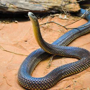 King Brown Snake (Pseudechis australis)