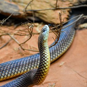 King Brown Snake (Pseudechis australis)
