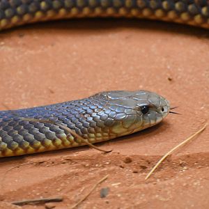 King Brown Snake (Pseudechis australis)