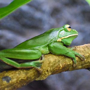 White-lipped Tree Frog (Litoria infrafrenata)
