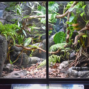 Tree Frog/Green Tree Python Enclosure