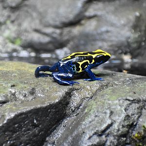 Dyeing Poison Dart Frog (Dendrobates tinctorius)
