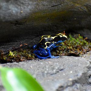 Dyeing Poison Dart Frog (Dendrobates tinctorius)