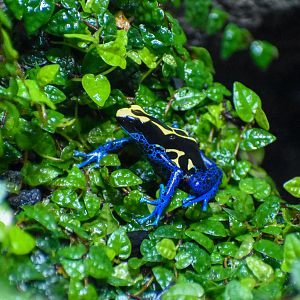 Dyeing Poison Dart Frog (Dendrobates tinctorius)