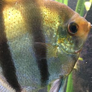 Altum Angelfish