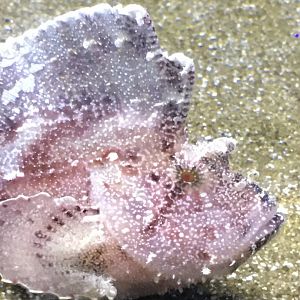 Leaf Scorpionfish