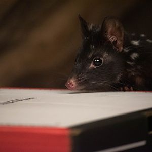 Eastern quoll - Dasyurus viverrinus