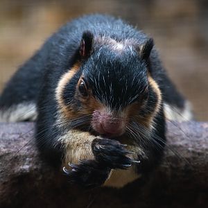 Sri Lankan giant squirrel - Ratufa macroura (macroura or melanochra ?)