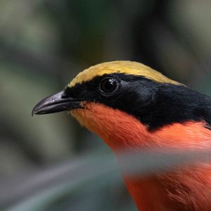 Yellow-crowned gonolek - Laniarius barbarus