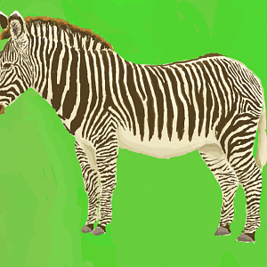 Grevy's Zebra for Chester Zoo map