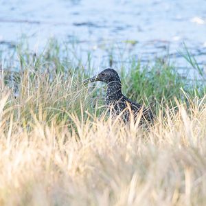 Spotted Rail- Pardirallus maculatus