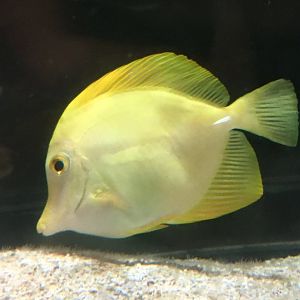 Yellow Tang