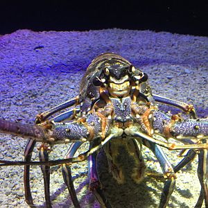 Caribbean Spiny Lobster
