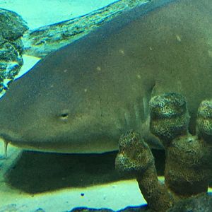 Nurse Shark