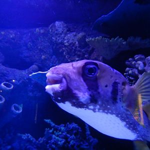ET the Black-Blotched Porcupinefish