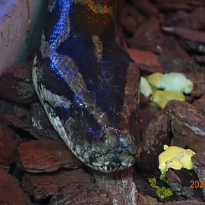 Burmese Python (Python bivittatus)