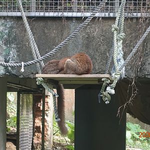 Common Brown Lemur (Eulemur fulvus)