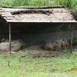Capybara (Hydrochoerus hydrochaeris)