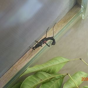 Golden-eyed Stick Insect (Peruphasma schultei)