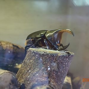 Satanas Beetle (Dynastes satanas)