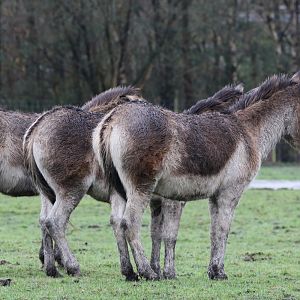 We Three Kiangs of Knowsley Are.. 23rd December 2020