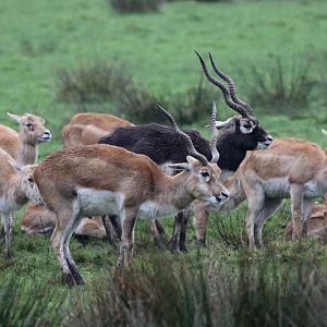 Blackbuck at Knowsley Safari 23rd December 2020