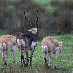 Blackbuck at Knowsley Safari 23rd December 2020
