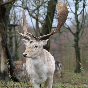 Fallow Deer at Knowsley Safari 23rd December 2020