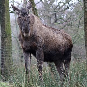 European Elk at Knowsley Safari 23rd December 2020