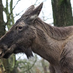 European Elk at Knowsley Safari 23rd December 2020
