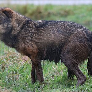 Iberian Wolf at Knowsley Safari 23rd December 2020