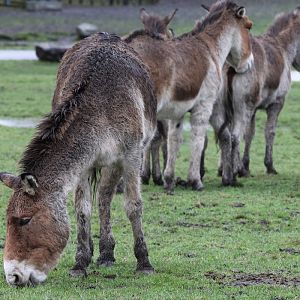 Kiang at Knowsley Safari 23rd December 2020