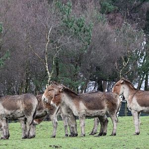 Kiang herd at Knowsley Safari 23rd December 2020