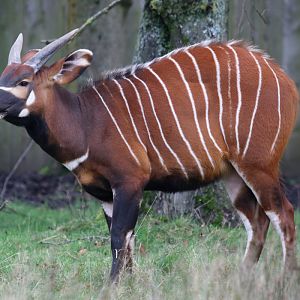 Bongo at Knowsley Safari 23rd December 2020