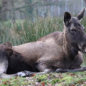 European Elk at Knowsley Safari 23rd December 2020