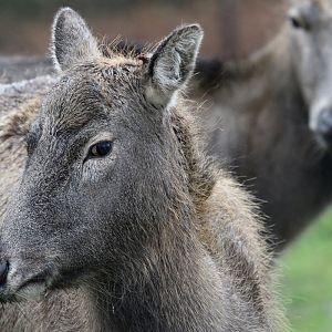 Pere David's Deer at Knowsley Safari 23rd December 2020