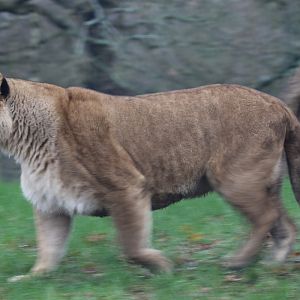 African Lion at Knowsley 23rd December 2020
