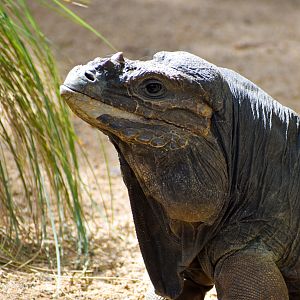 Rhinoceros Iguana (Cyclura cornuta)