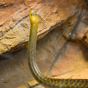 Woma Python (Aspidites ramsayi)